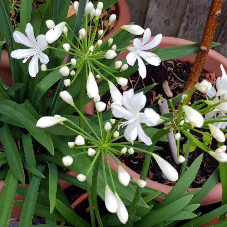 Plant image Agapanthus 'Ardernei Hybrid'