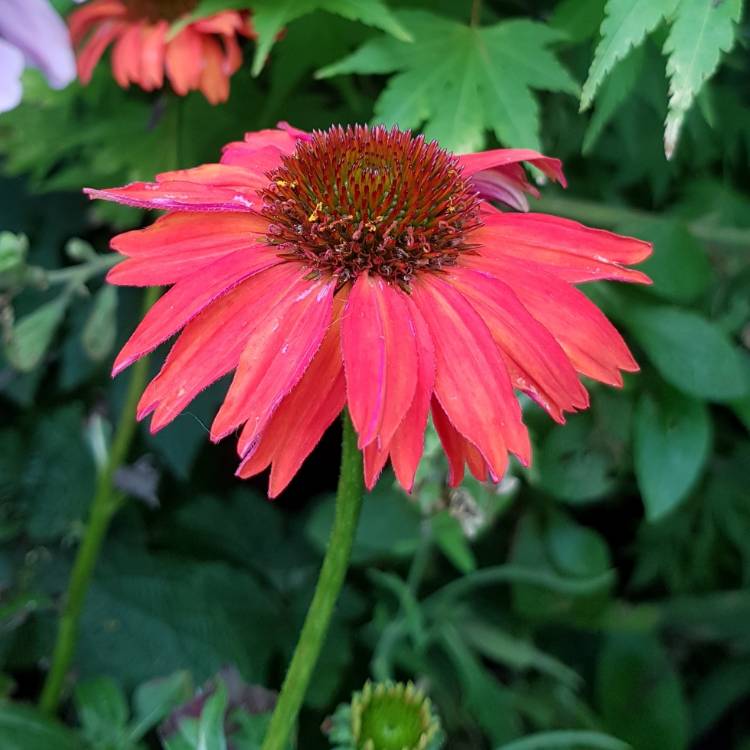 Plant image Echinacea 'Hilmoosati' (Mooodz Series) syn. Echinacea 'Mooodz Satisfy'