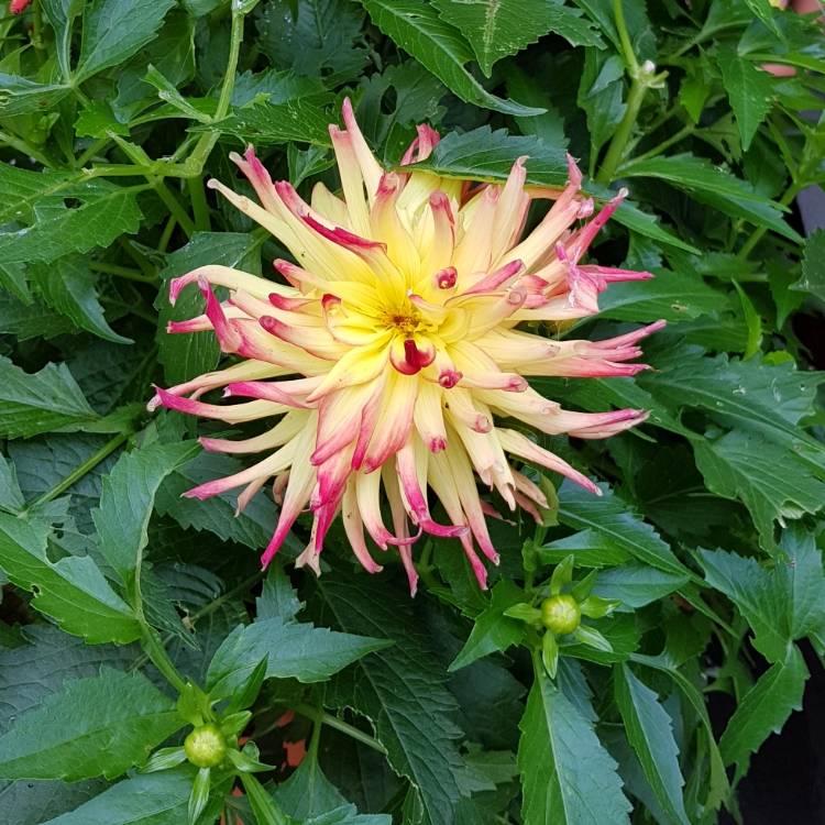 Plant image Dahlia 'Hollyhill Spiderwoman'