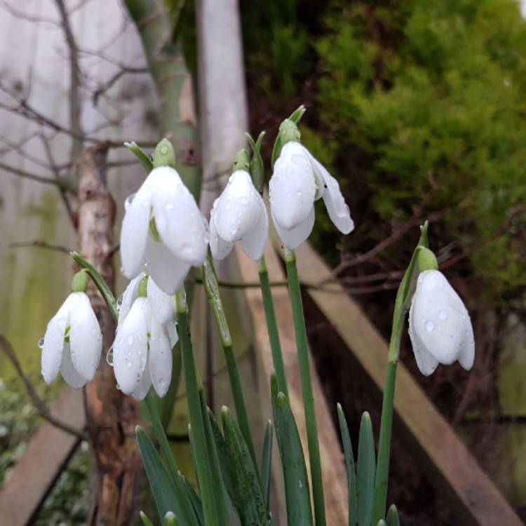 Plant image Galanthus