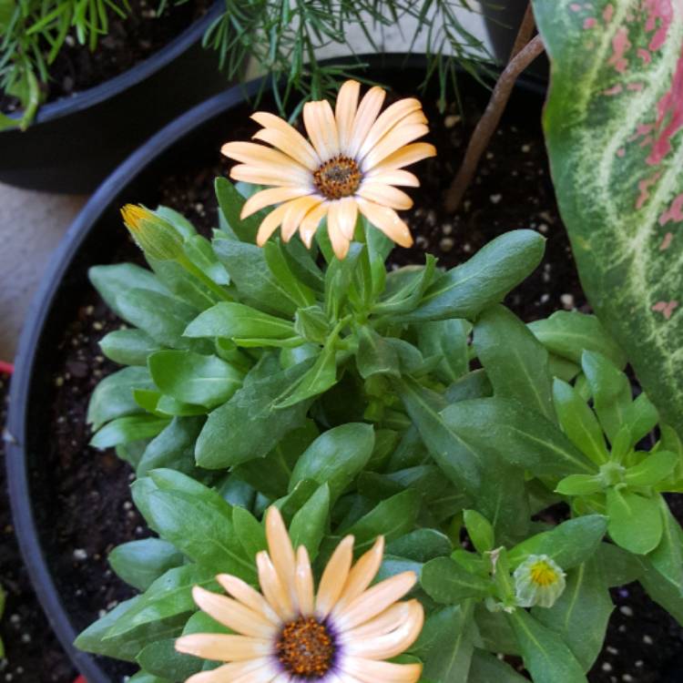 Plant image Osteospermum 'Orange Symphony'