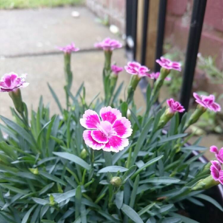 Plant image Dianthus chinensis