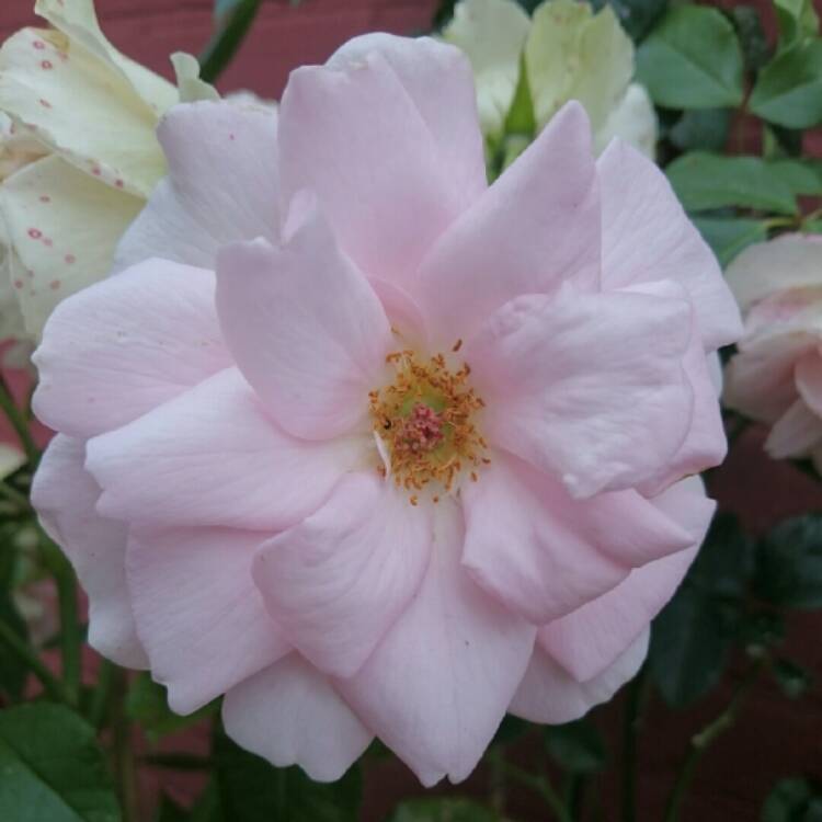 Plant image Rosa 'Fryracy'