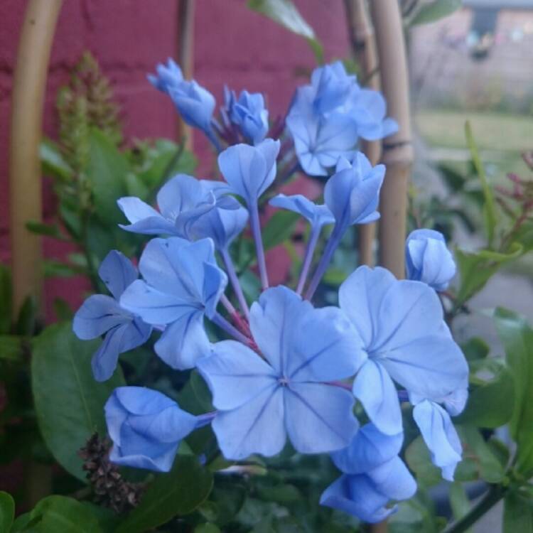 Plant image Plumbago auriculata  syn. Plumbago capensis