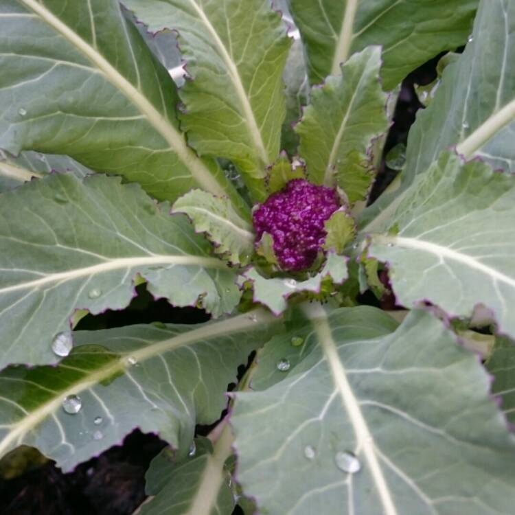 Plant image Brassica oleracea (Italica Group) 'Purple Sprouting'