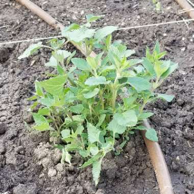 Agastache 'Kudos Gold'