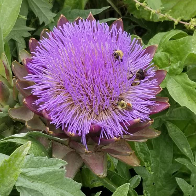 Plant image Cynara scolymus 'Green Globe'