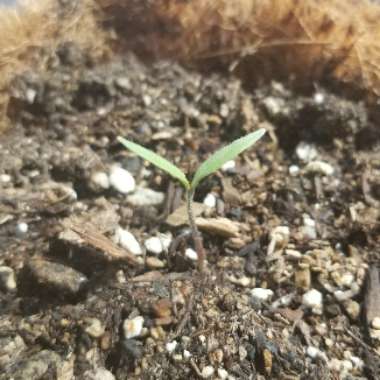 Solanum lycopersicum 'Roma'