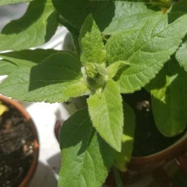 Helianthus annuus 'Sungold'