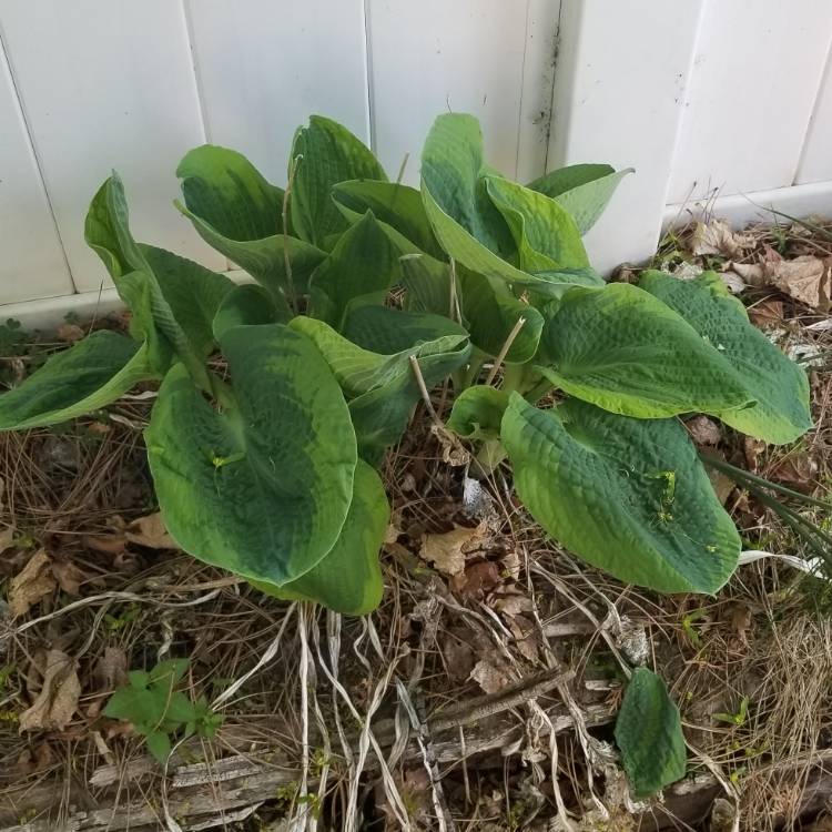 Plant image Hosta (Tardiana Group) 'June'