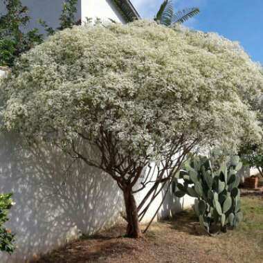 Euphorbia leucocephala 'Snow Flake'