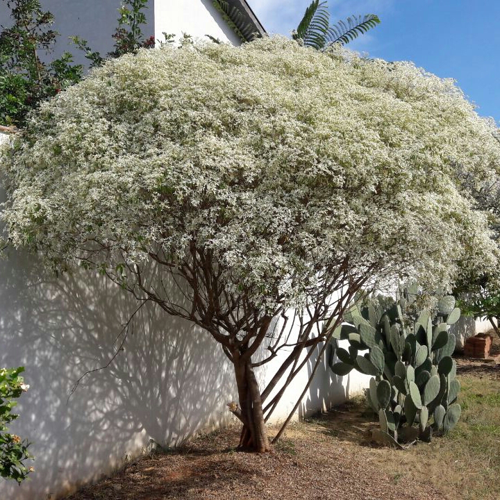 Plant image Euphorbia leucocephala 'Snow Flake'