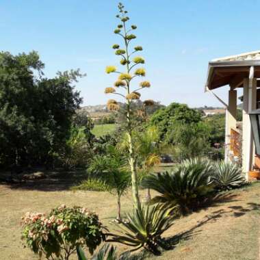 Agave desmettiana Variegata