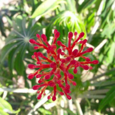 Jatropha multifida