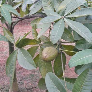 Pachira aquatica