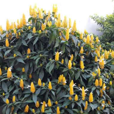 Pachystachys lutea