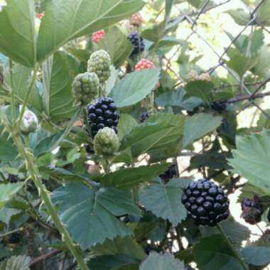 Rubus fruticosus