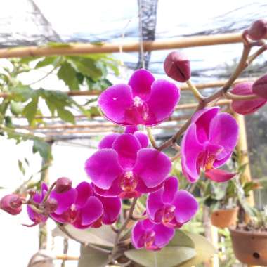 Phalaenopsis