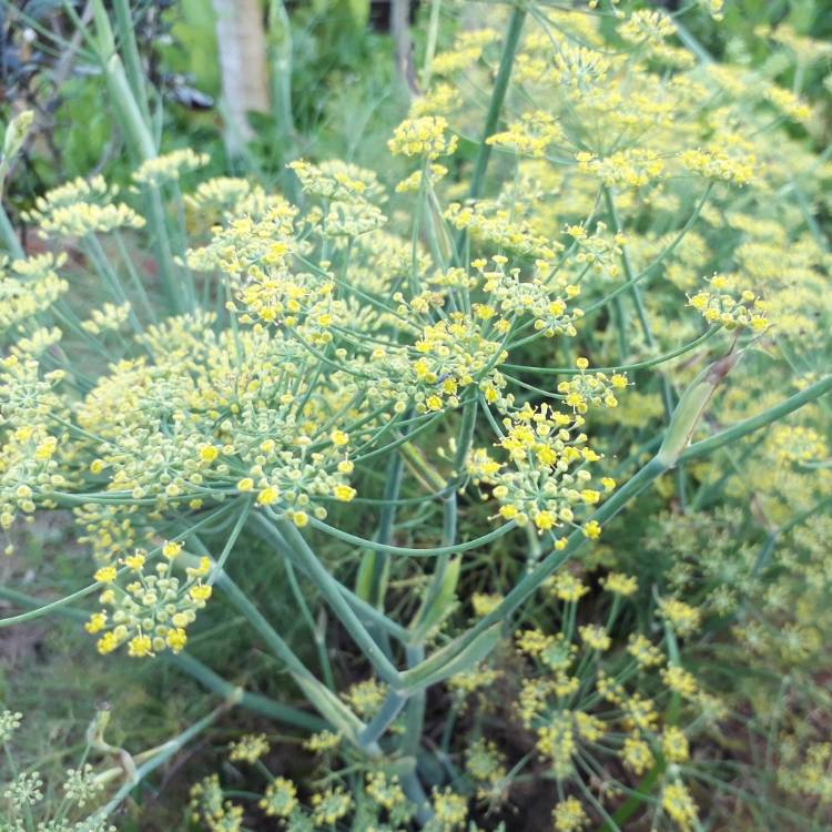 Plant image Pimpinella anisum