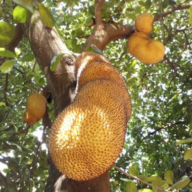 Artocarpus heterophyllus