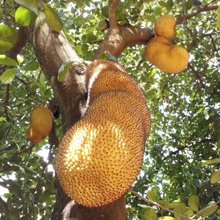 Plant image Artocarpus heterophyllus