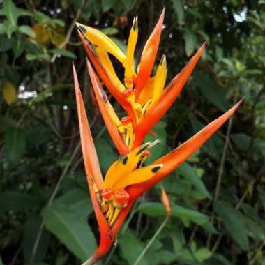 Heliconia psittacorum 'Andromeda'