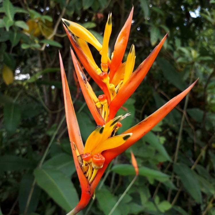 Plant image Heliconia psittacorum 'Andromeda'