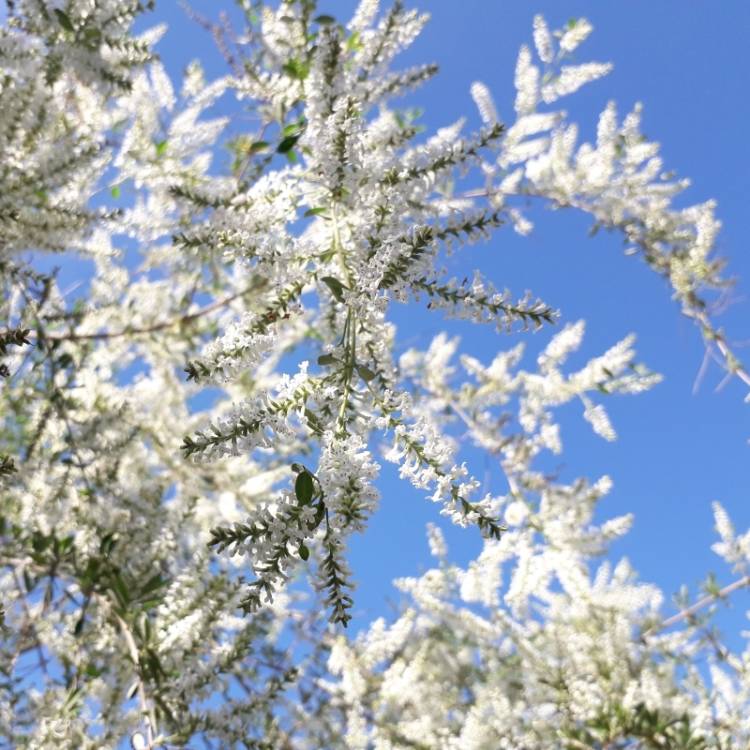 Plant image Tetradenia riparia