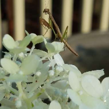 Hydrangea paniculata 'Limelight'