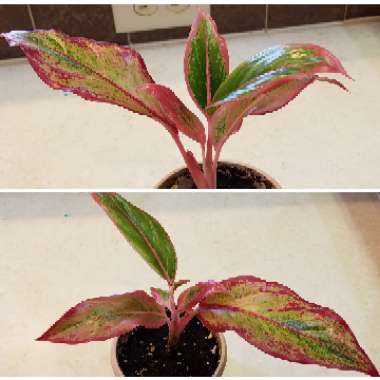 Aglaonema 'Siam'