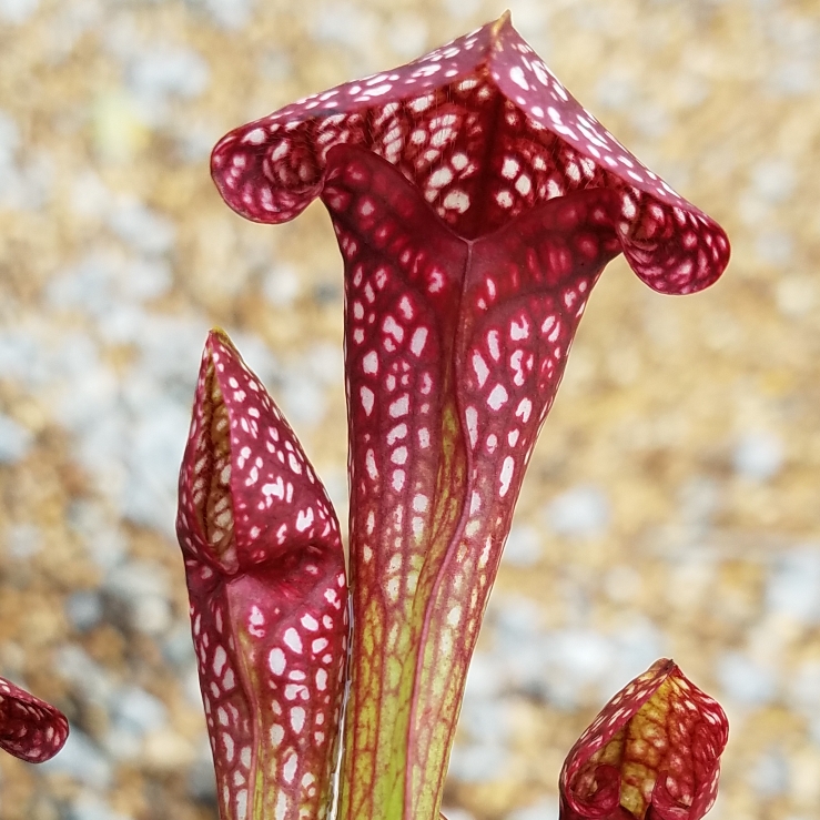 Plant image Sarracenia wrigleyana 'Scarlet Belle'