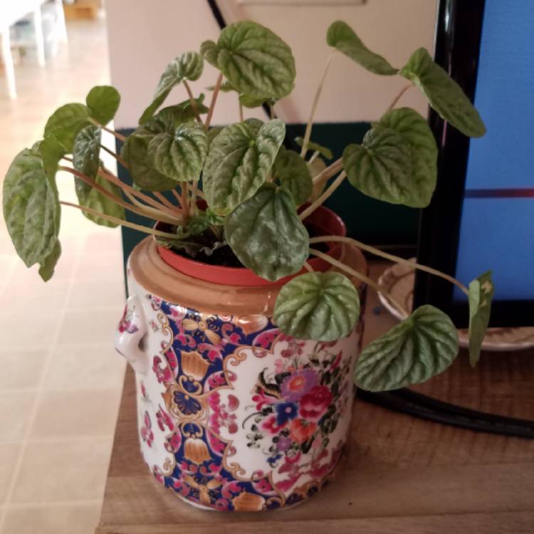 Plant image Peperomia caperata 'Emerald Ripple'