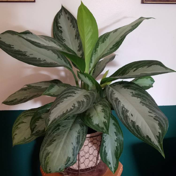 Plant image Aglaonema Silver Bay