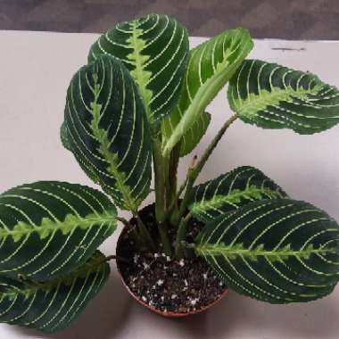 Maranta Leuconeura ‘Marisela'