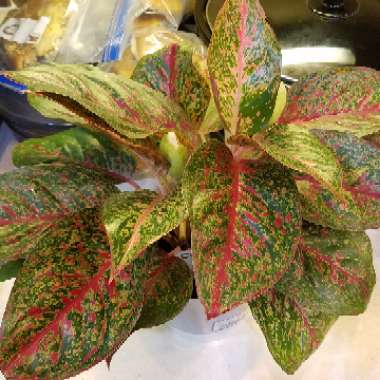 Aglaonema