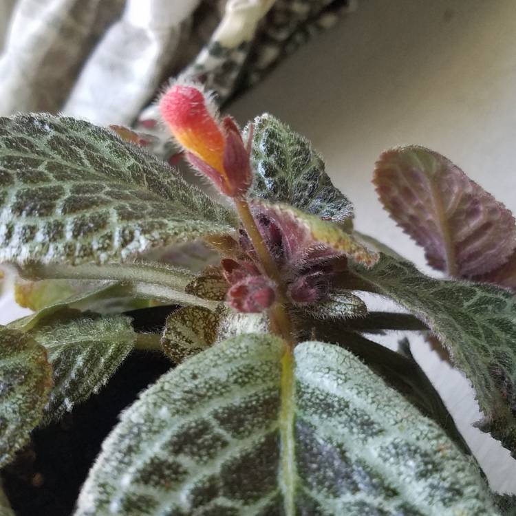 Plant image Episcia Cupreata