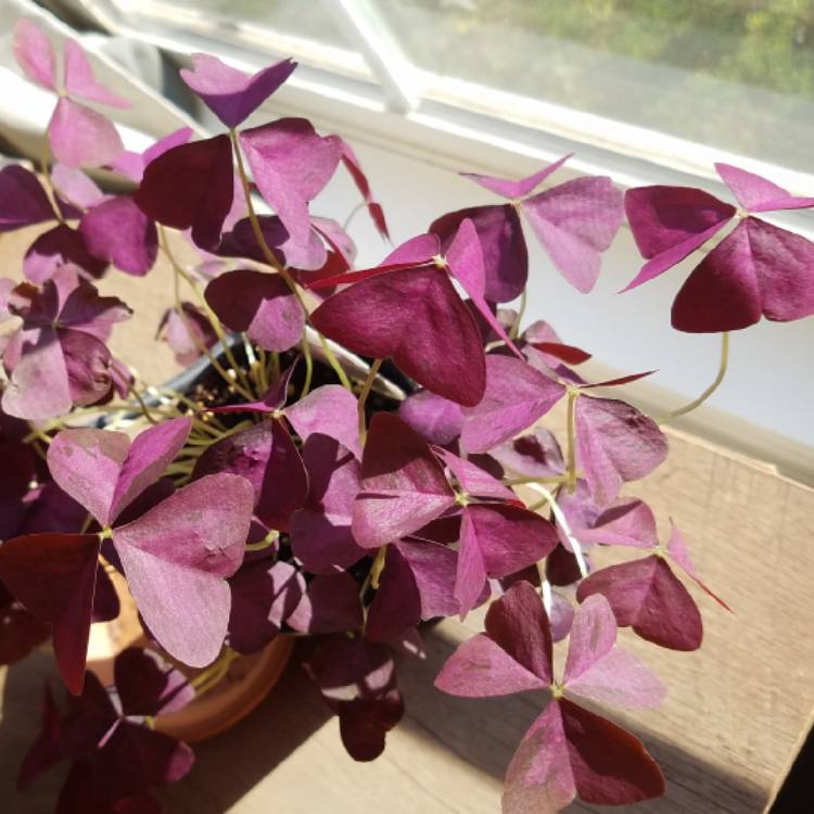 Oxalis triangularis 'JR Oxburwi' (Xalis Series) syn. Oxalis ...