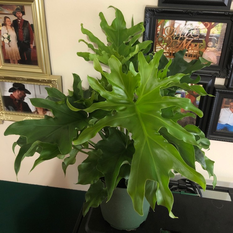 Plant image Philodendron Hybrid