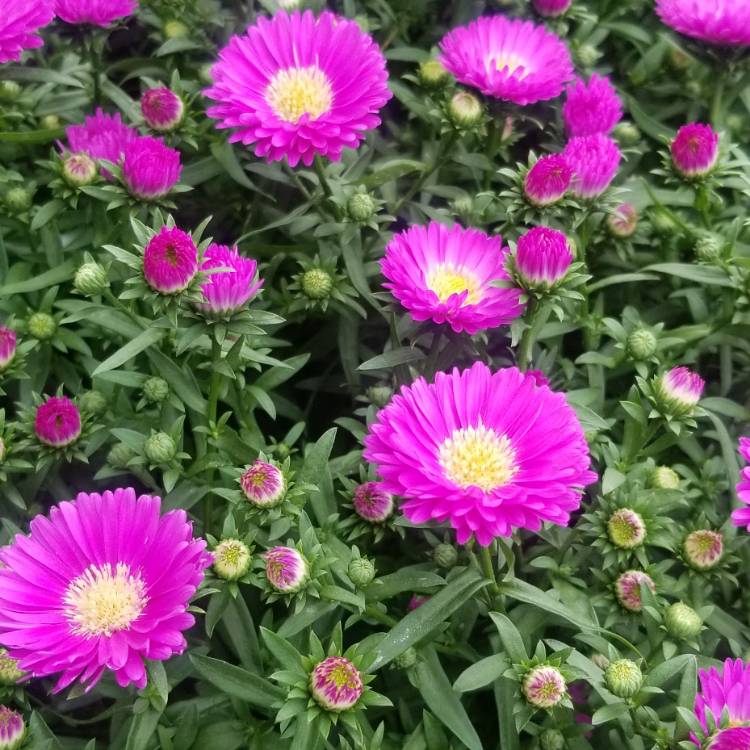 Plant image Aster novi-belgii 'Eventide'