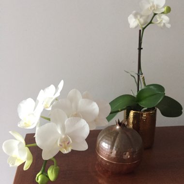 Phalaenopsis