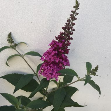 Buddleja