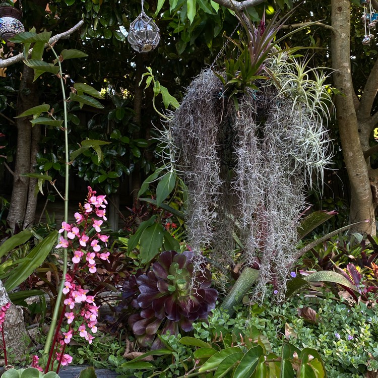 plant image 1403033