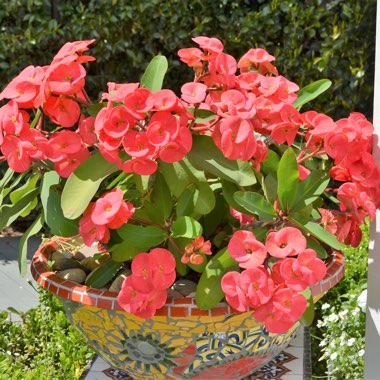 Euphorbia