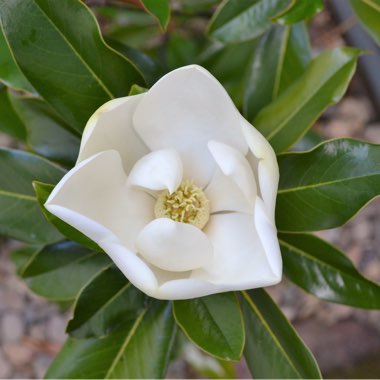 Magnolia grandiflora 'Kay Parris'