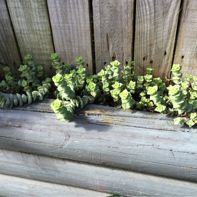 Crassula Perforata subsp. Perforata