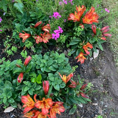 Peruvian Lily 'Princess Eliane'