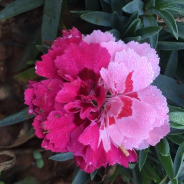 Dianthus caryophyllus