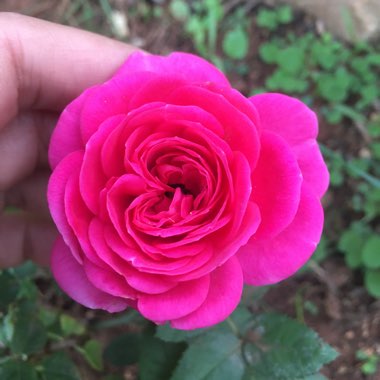 Rosa (Miniature)