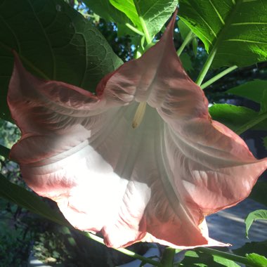 Brugmansia