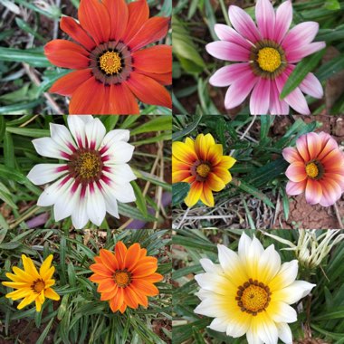 Gazania